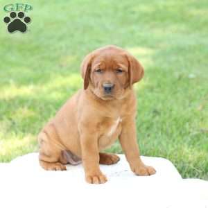 Daisy, Fox Red Labrador Retriever Puppy